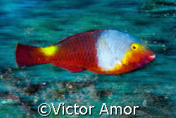 Parrot fish by Victor Amor 